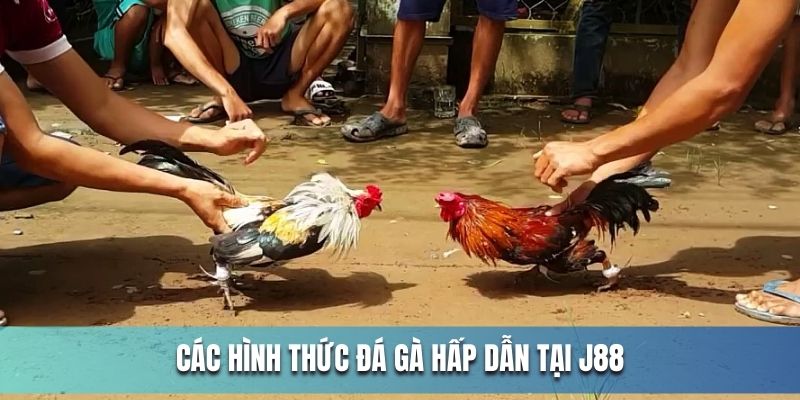 Các hình thức đá gà online không thể bỏ lỡ