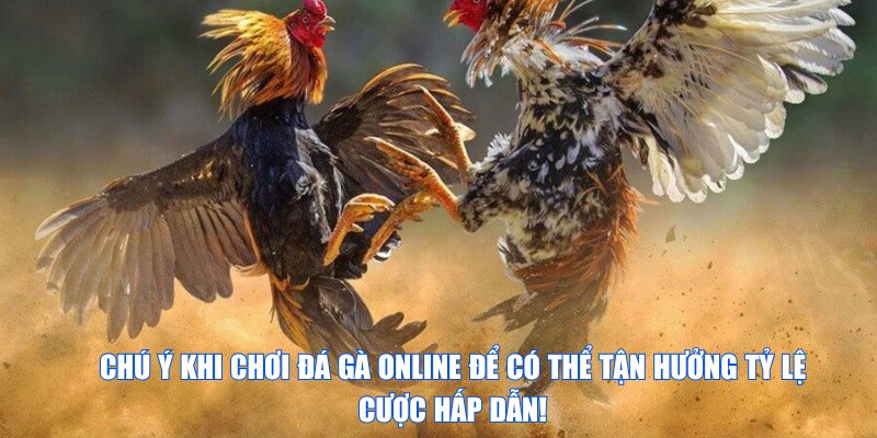 Chú ý khi chơi đá gà online để có thể tận hưởng tỷ lệ cược hấp dẫn!