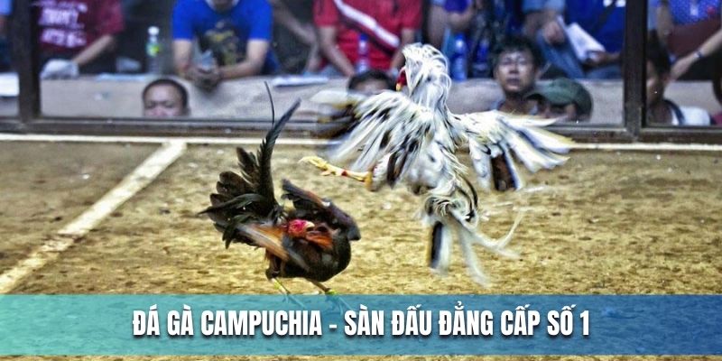 Đá gà Campuchia - Sàn đấu giải trí hấp dẫn số 1