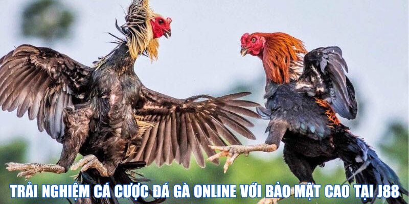 Trải nghiệm cá cược đá gà online với bảo mật cao tại J88