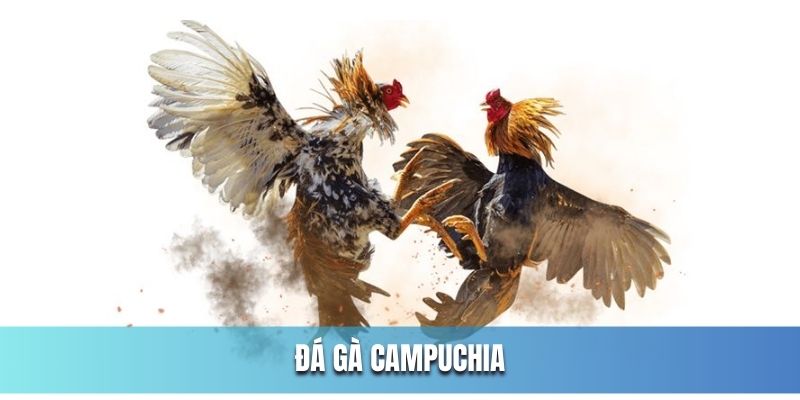 ảnh đại diện đá gà campuchia