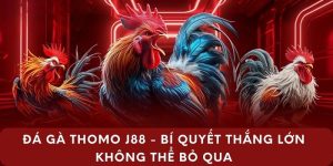 ảnh đại diện đá gà thomo